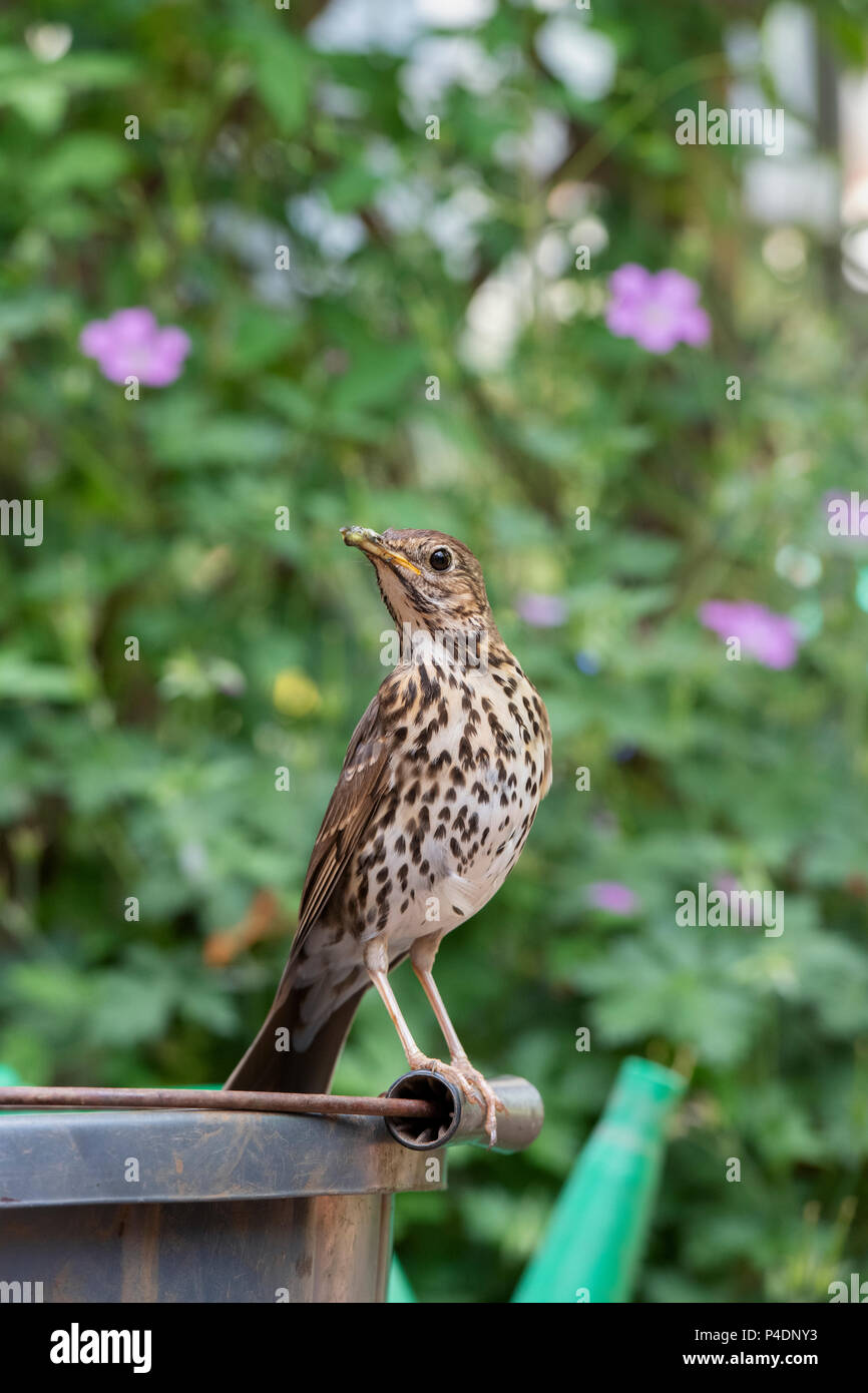 Turdus philomelos. Singdrossel auf einem Garten Eimer in einen englischen Garten. Großbritannien Stockfoto