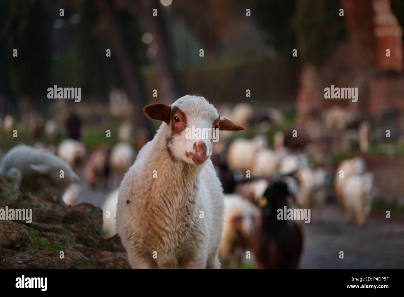 Schafherde weidet auf dem antiken Appia, ein junger Man starrt auf die Linse Stockfoto