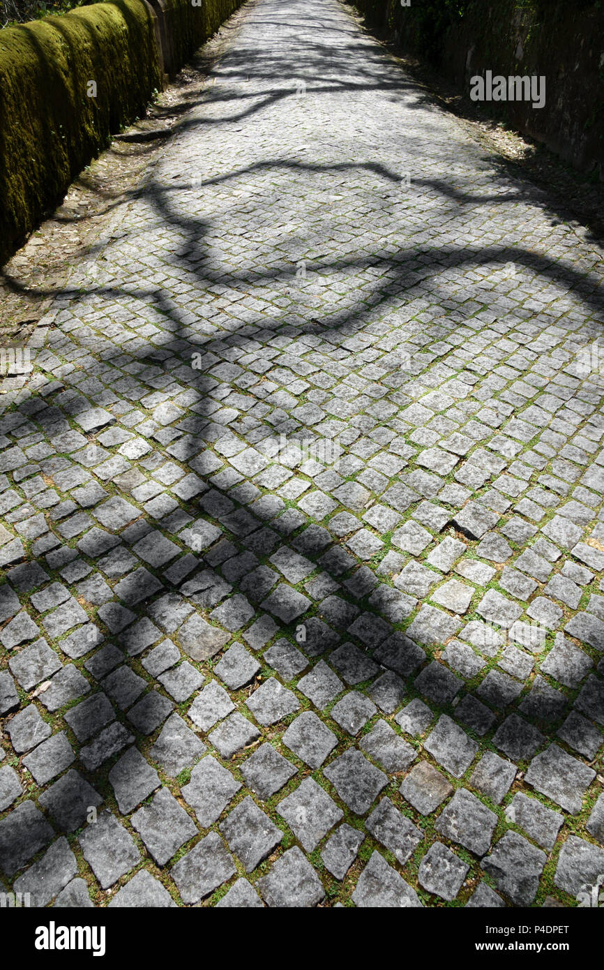 Asphaltierte Straße in den Wald mit Verzweigung Schatten Stockfoto