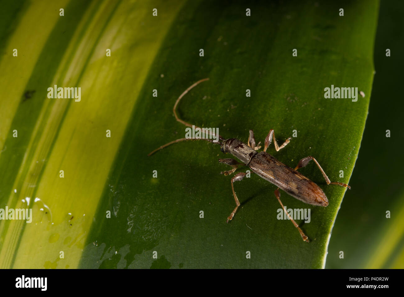 Longhorned Woodboring Käfer, Coleoptera, Cerambycidae, Monteverde Cloud Forest Reserve, Costa Rica Stockfoto
