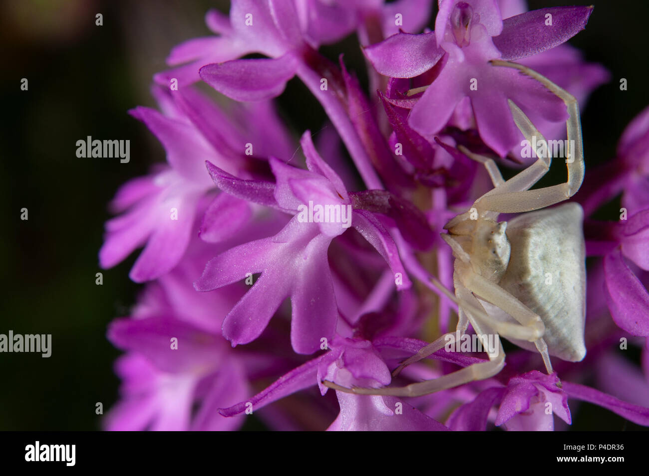 Weibliche an Seespinne Thomistus onostus auf Wild Orchid, Thomisidae, Canale Monterano, Roma, Latium, Italien Stockfoto