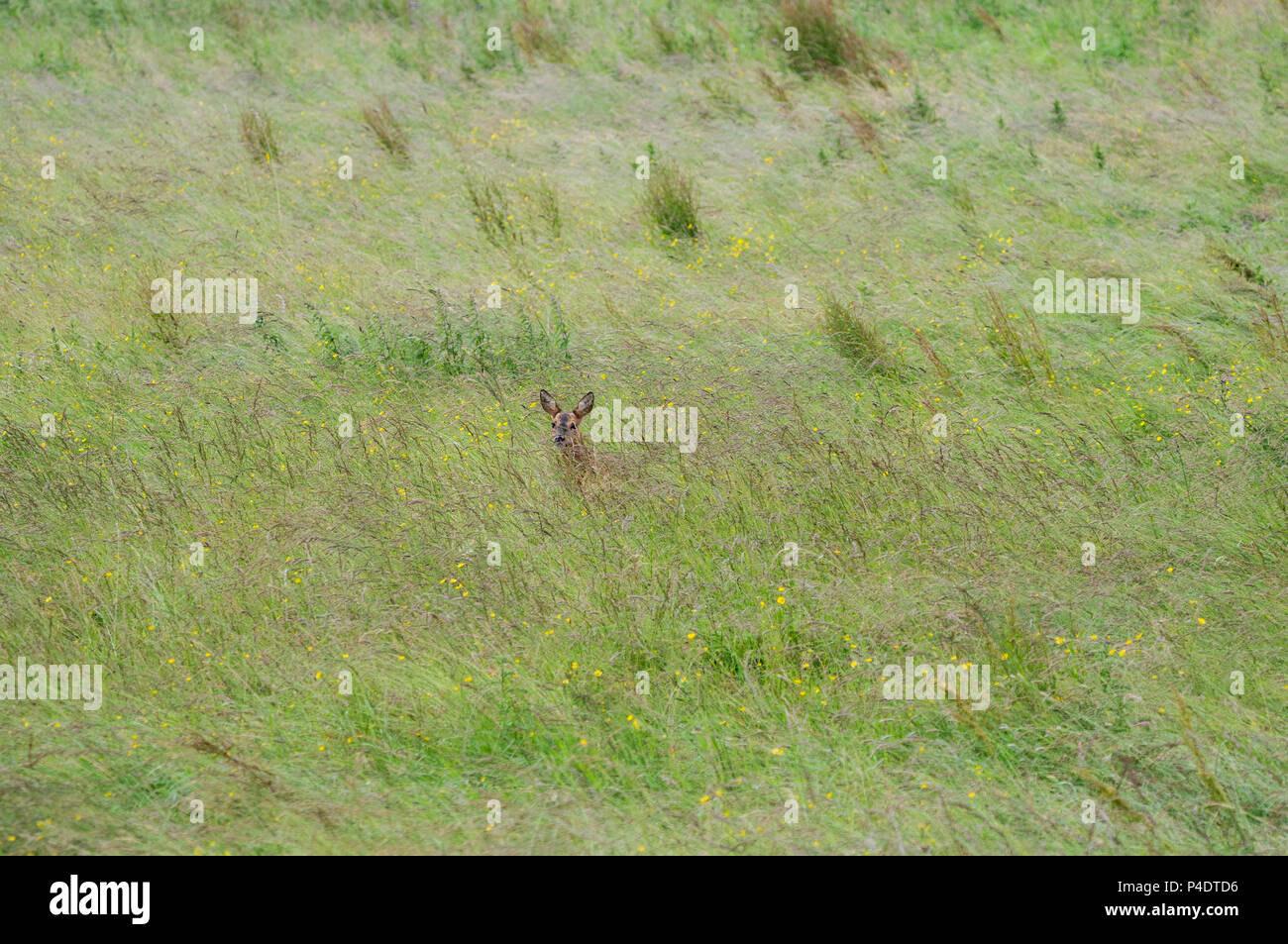 Ein wilder Rehe doe zu Fuß durch ein Feld von butterblumen, in Richtung Kamera schaut Stockfoto