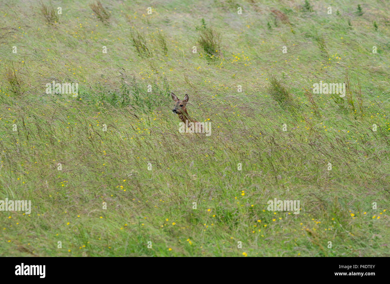 Ein wilder Rehe doe zu Fuß durch ein Feld von butterblumen, in Richtung Kamera schaut Stockfoto