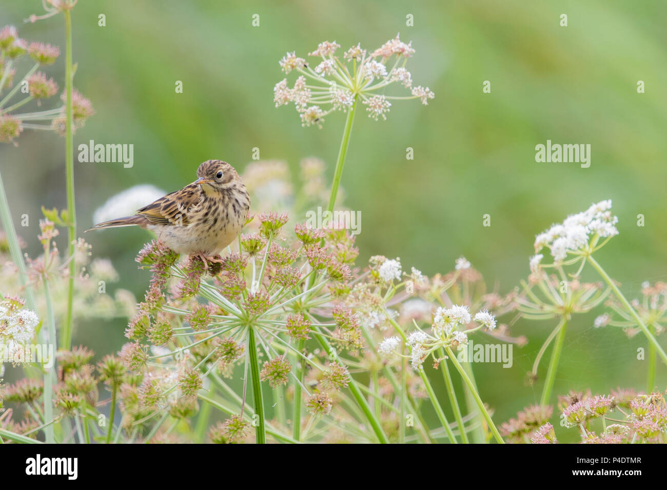 Einen kleinen Sumpf Pieper sitzen auf Blumen in einem Feld Stockfoto
