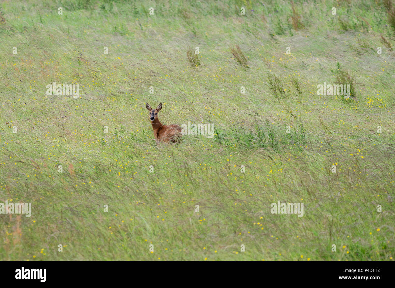 Ein wilder Rehe doe zu Fuß durch ein Feld von butterblumen, in Richtung Kamera schaut Stockfoto