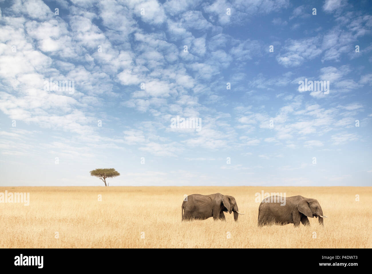 Zwei Elefanten in der rot-oat Grass der Masai Mara. Ein einsamer Akazie sitzt am Horizont. Stockfoto