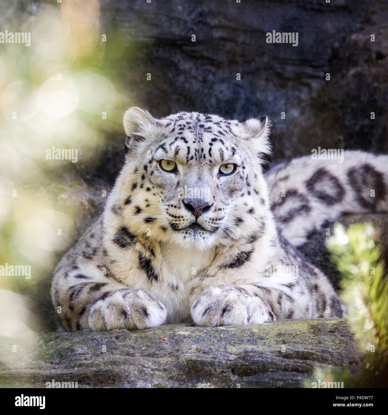 Aufmerksame snow leopard hält ein wachsames Auge durch das Laub. Stockfoto