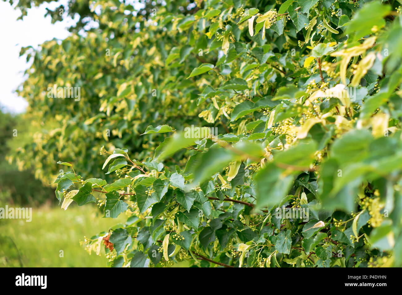 Linden Blumen blühen, Linden blühen, Zweige eines blühenden Baum Stockfoto