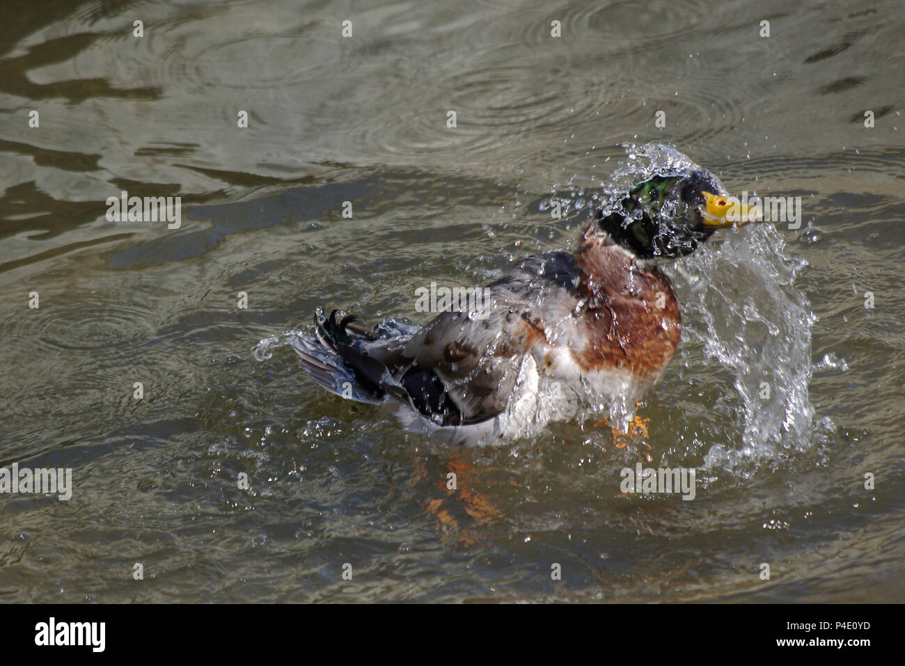 Spritzer Stockente an einem Teich Stockfoto