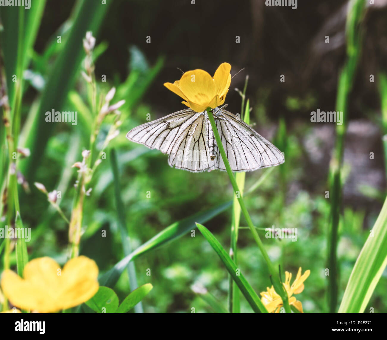 Zarte weiße Schmetterling auf gelben Blume versteckt Stockfoto