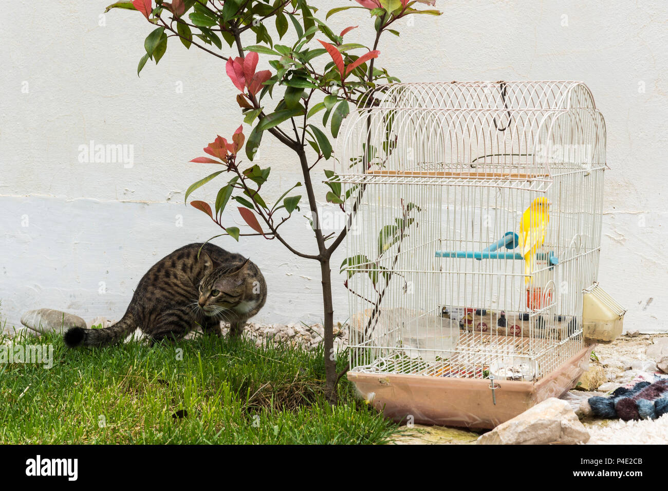 Cat roaming Vor ein Kanarienvogel im Käfig, Puntarenas, Albanien Stockfoto