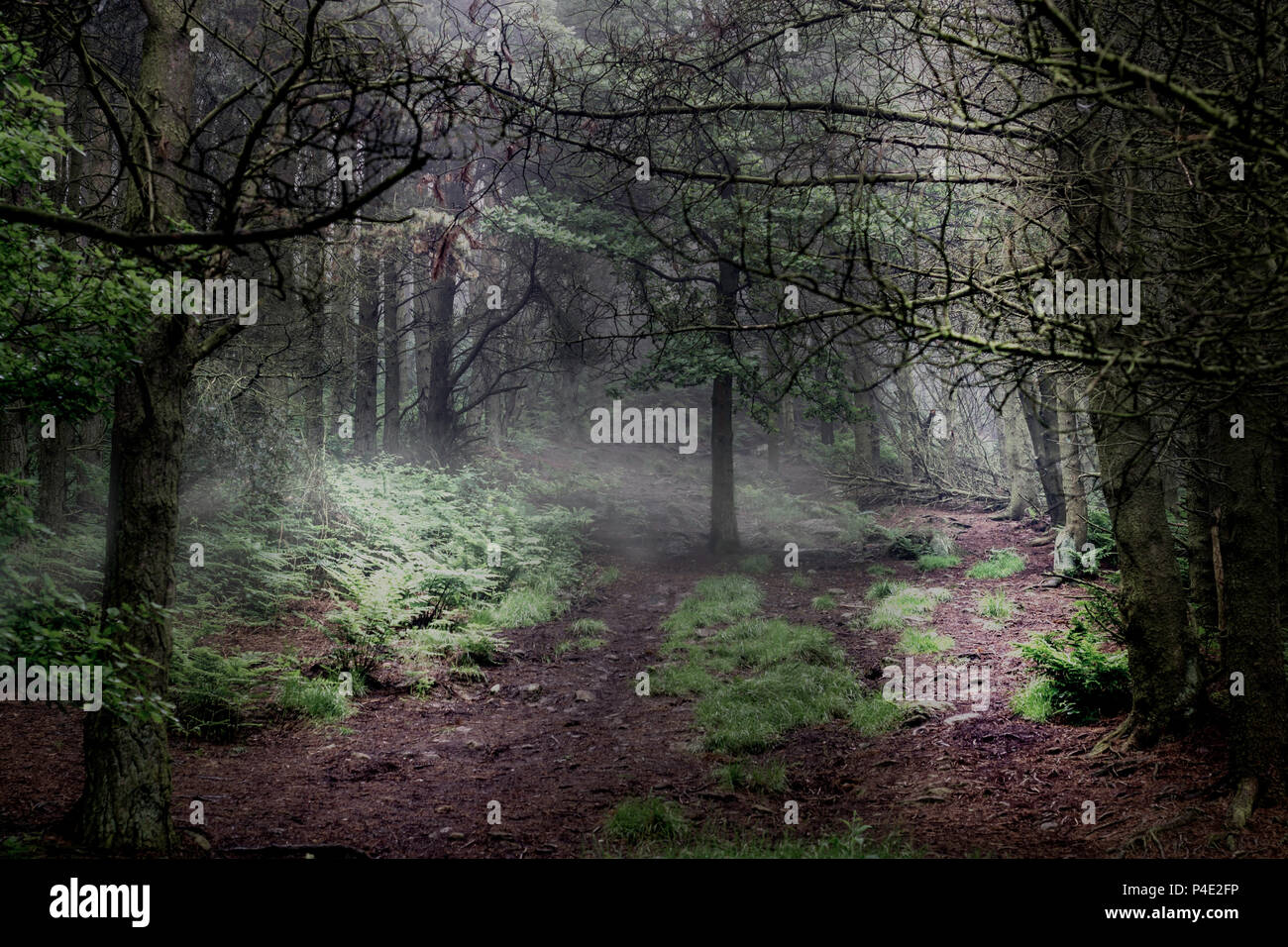 Die verzauberte nebligen Wald. Leichte wellen und Nebel. Stockfoto