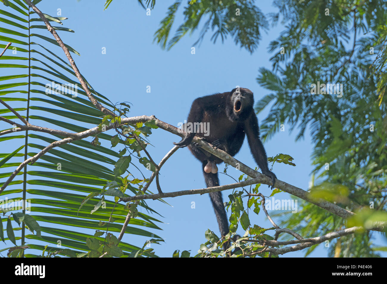 Männliche Brüllaffen heulen in der Bäume im Nationalpark Tortuguero in Costa Rica Stockfoto