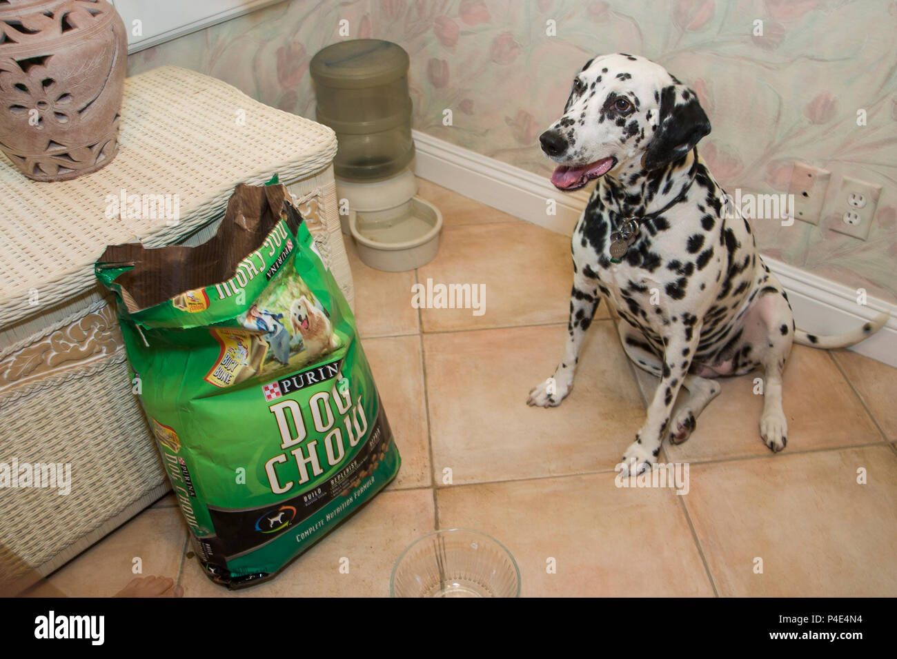 Dalmatiner Hund warten, von Hundefutter Beutel für einige ein, um sie zu  Füttern. Herr © Myrleen Pearson. Ferguson Cate Stockfotografie - Alamy