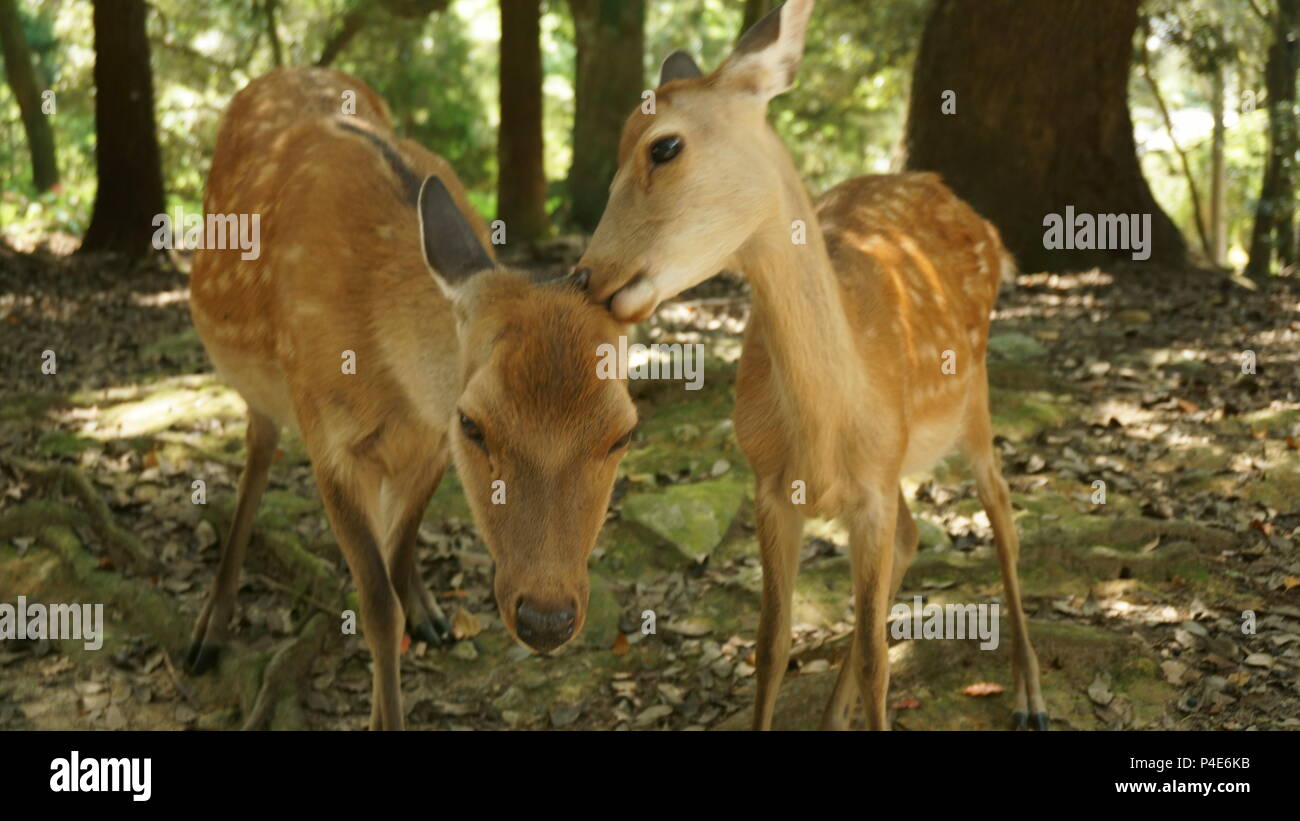 Sika deer Stockfoto