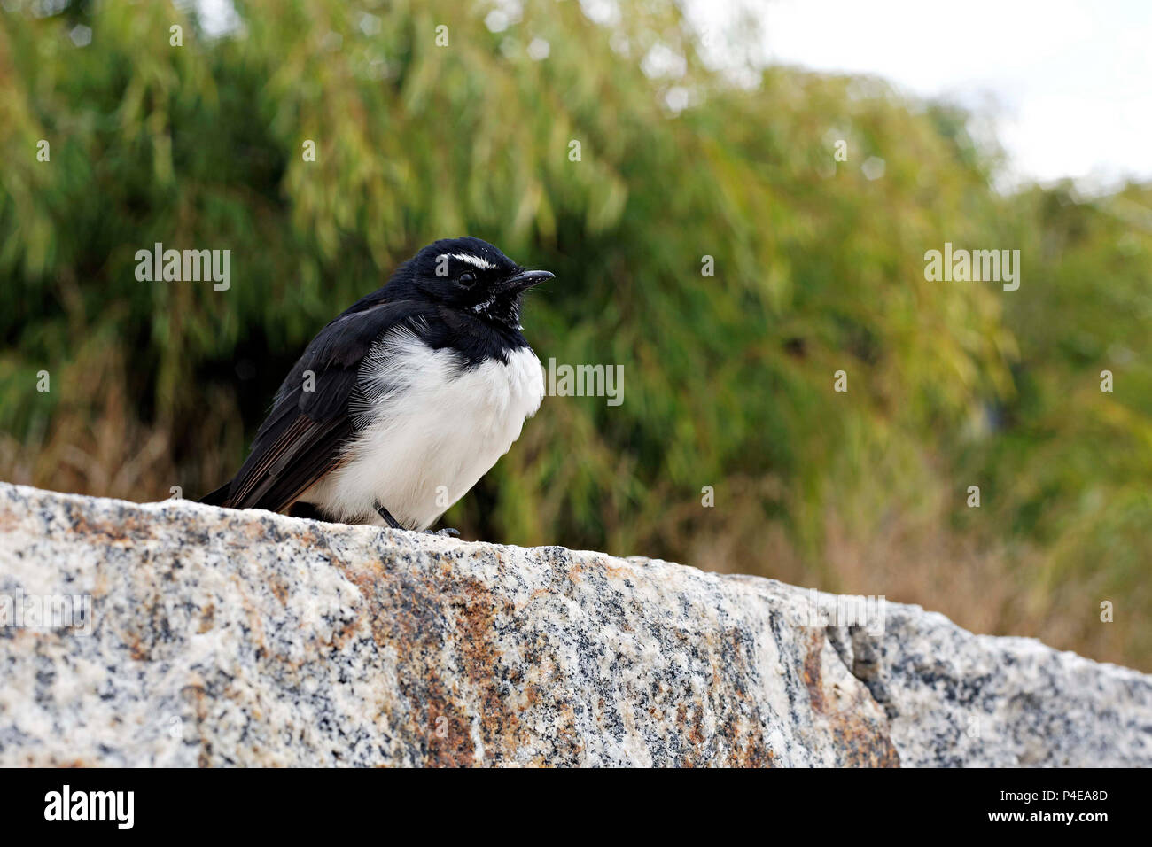 Bachstelze Vogel auf Felsvorsprung, Augusta Western Australia Stockfoto