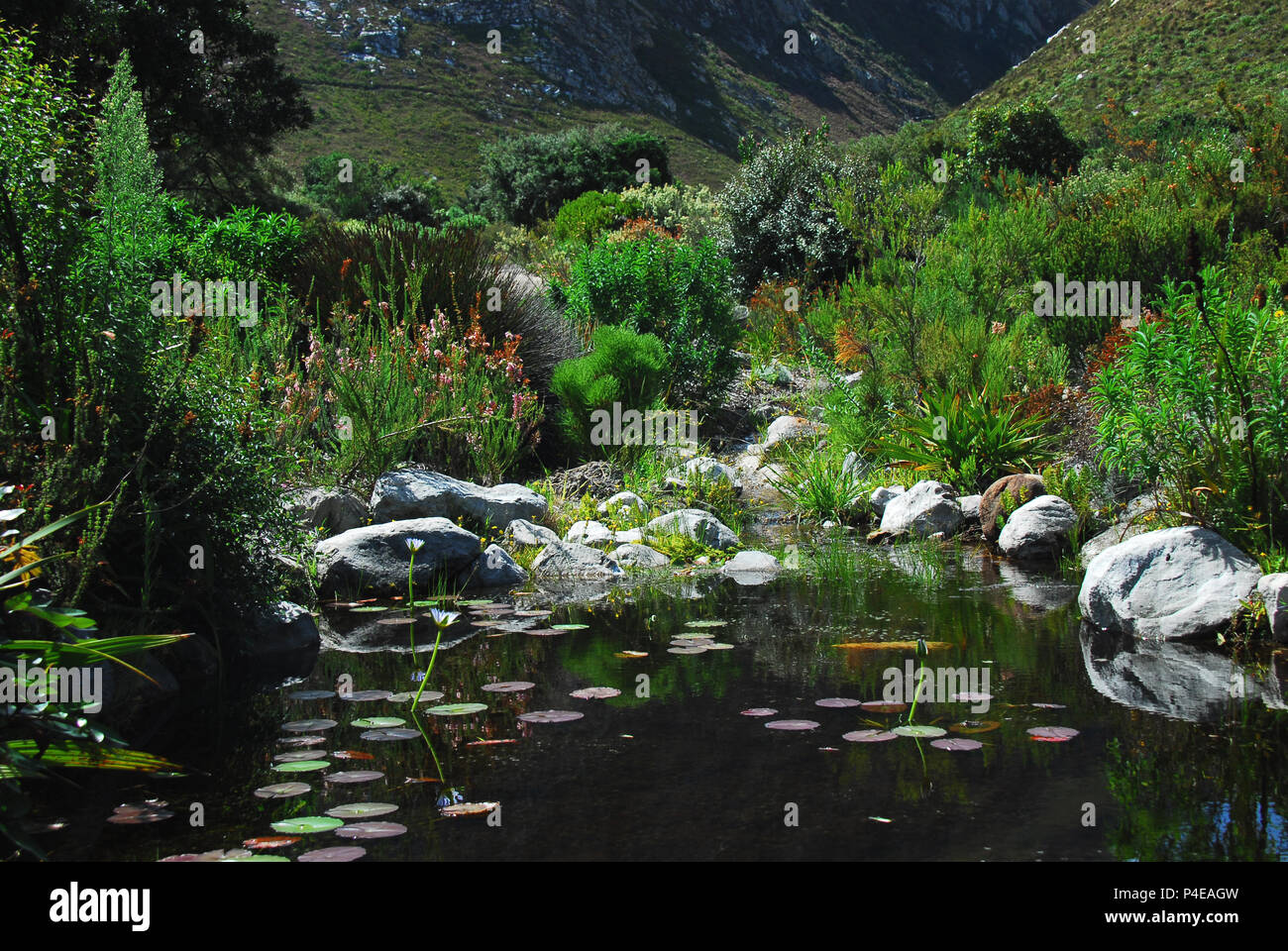 Eine schöne Aussicht auf die Nationalen Harold Porter Botanischen Garten in der Nähe von Kapstadt, Südafrika. Stockfoto