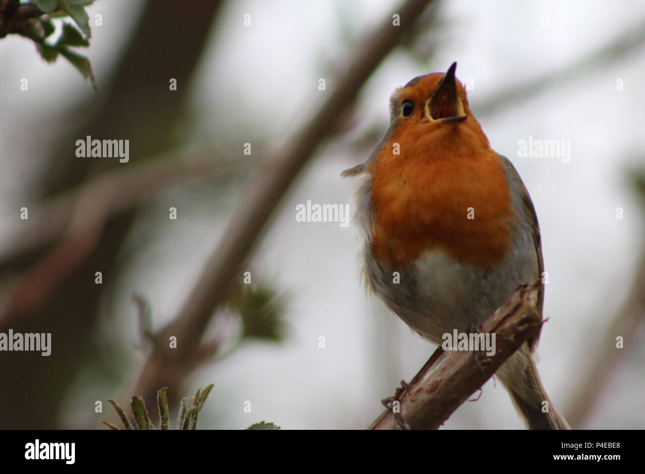 Aufmerksamkeit suchen Stockfoto