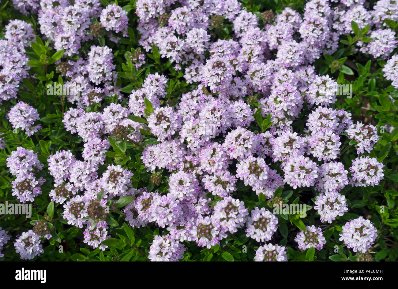 Nahaufnahme von lila Blume blühenden Garten Kräuter Thymianblüten im Frühling Sommer England UK Vereinigtes Königreich GB Großbritannien Stockfoto