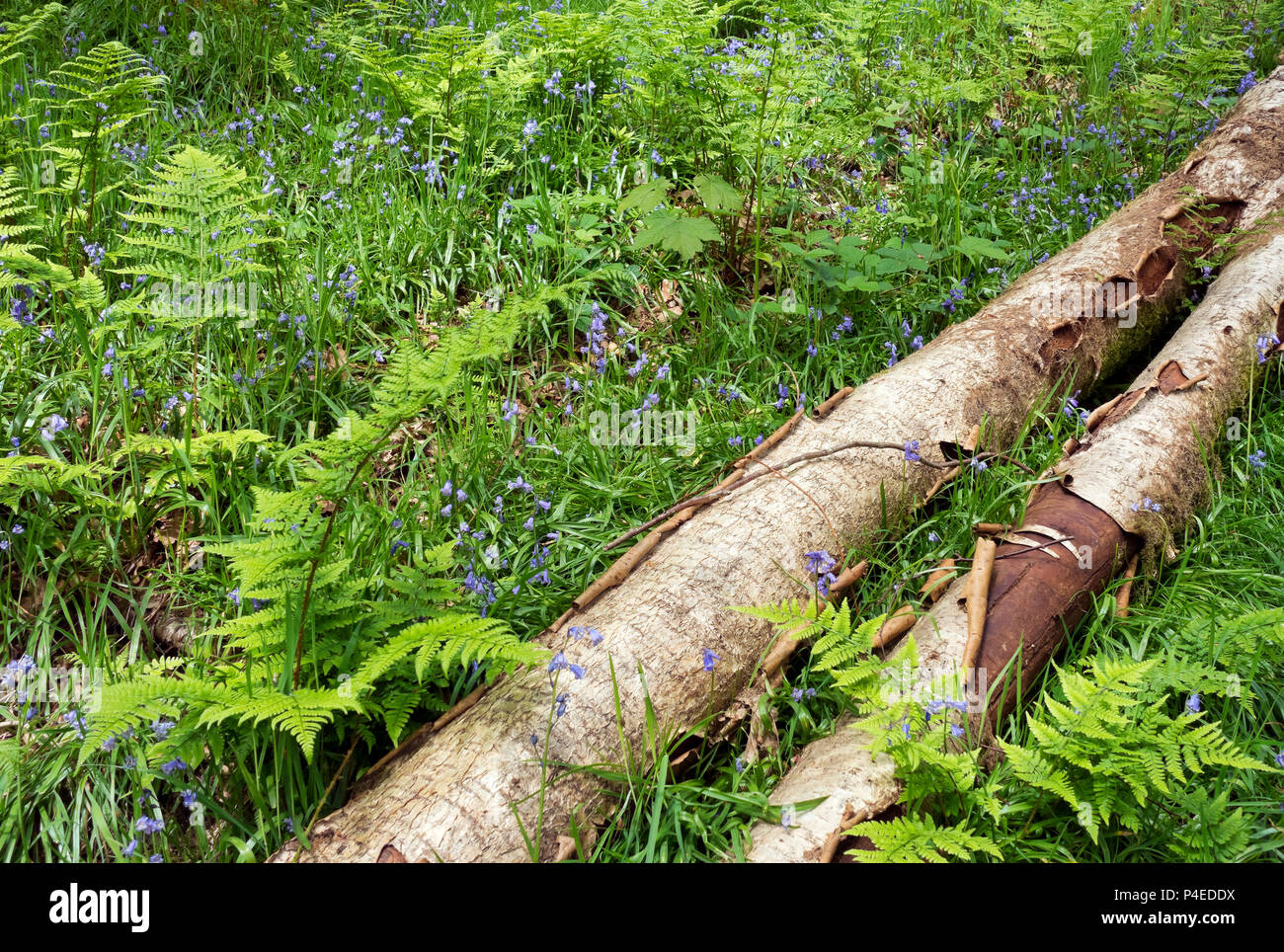 Bluebells in Holzholz im Frühjahr Cumbria England Großbritannien GB Großbritannien Stockfoto