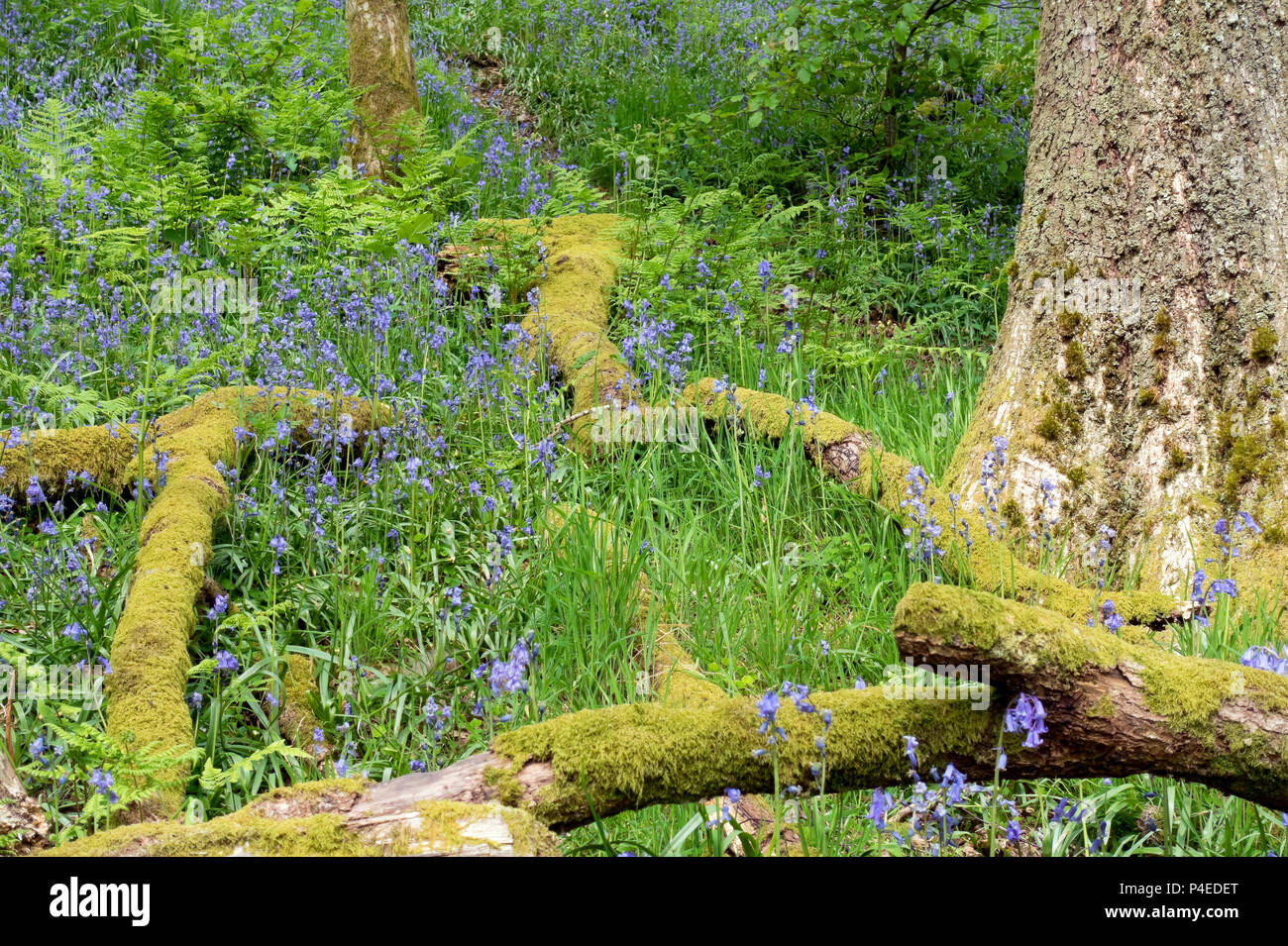 Bluebells in Holzholz im Frühjahr Cumbria England Großbritannien GB Großbritannien Stockfoto