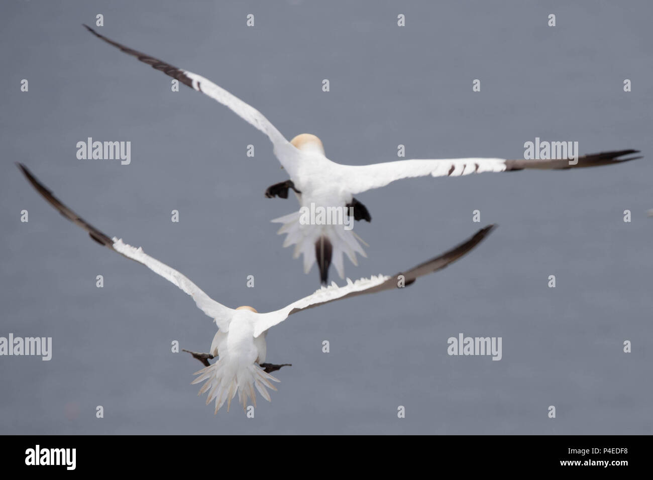 Flying Basstölpel Stockfoto