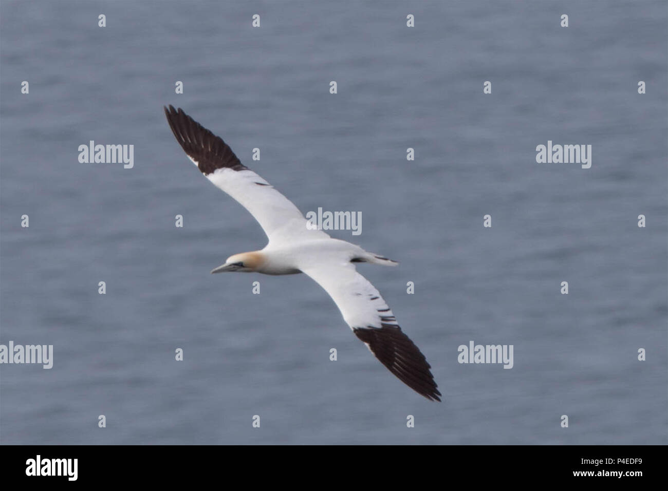 Flying Basstölpel Stockfoto