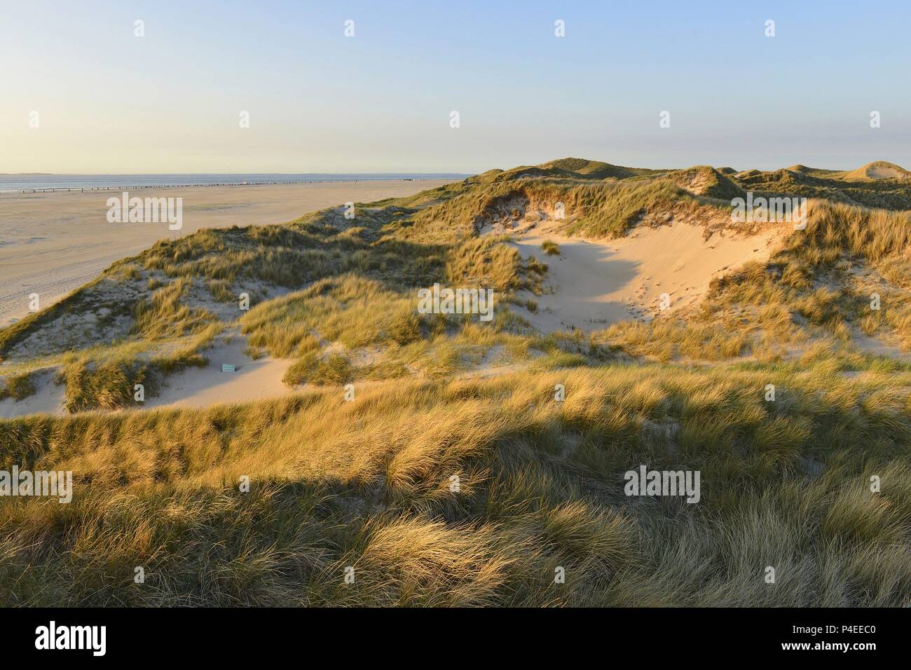 Mächtige Dünengürtel bewachsen mit Gras und den Strand von der Insel Amrum in der Nähe von Norddorf und die Nordsee am Horizont, 11. Mai 2018 | Verwendung weltweit Stockfoto