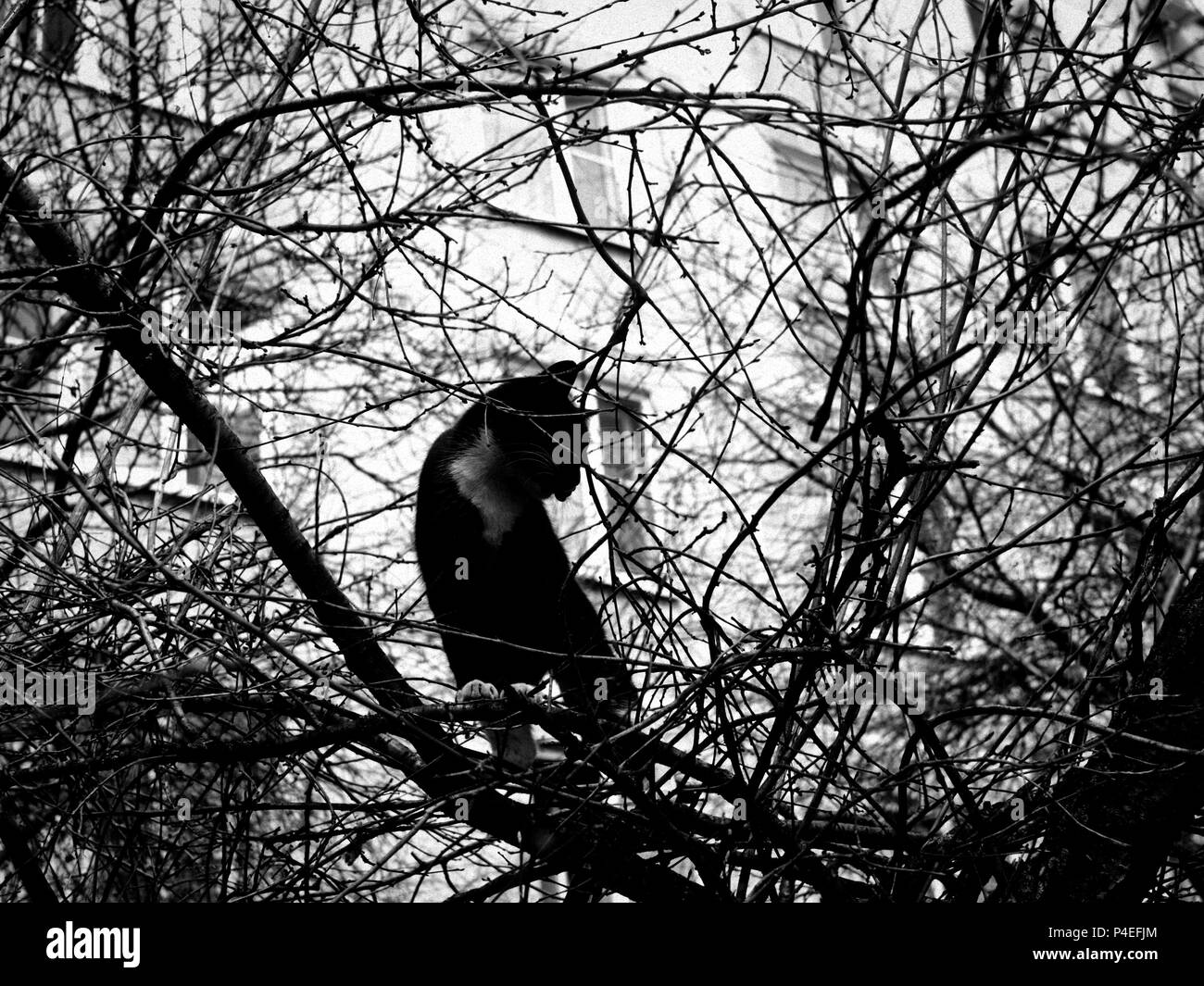 Die Katze auf dem Baum im Frühling, Moskau Stockfoto