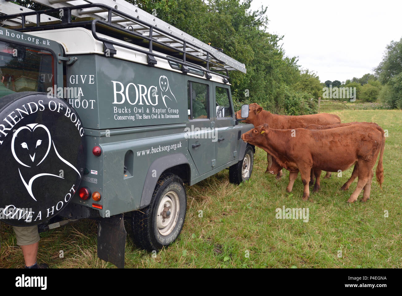 Neugierige Kühe schnuppern einen Landrover der Bucks Owl and Raptor Group, Buckinghamshire, Großbritannien Stockfoto