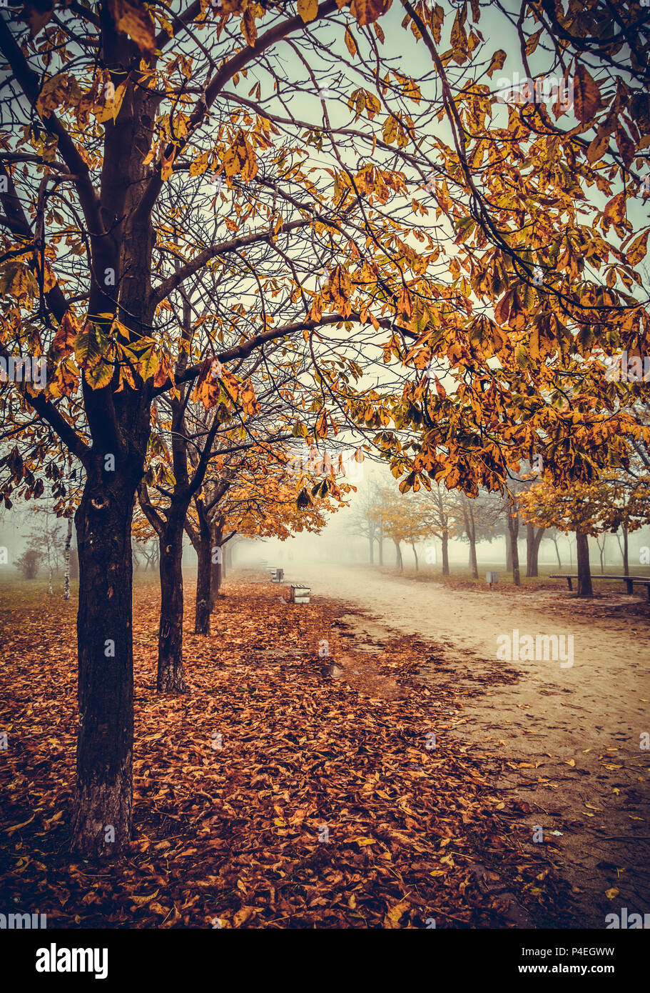 1art1 Fußmatte „Bäume Goldenes Herbstlaub“ – 60x40 Cm, Rutschfest, Maschinenwaschbar, Für Innen