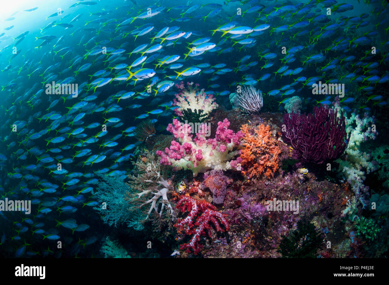 Coral Reef Landschaft mit Weichkorallen [Dendronephthya sp.]. eine gemischte Schule von Yellowback Füsiliere [Caesio teres] und Scissor-tailed Füsilier [Ceasio ca Stockfoto