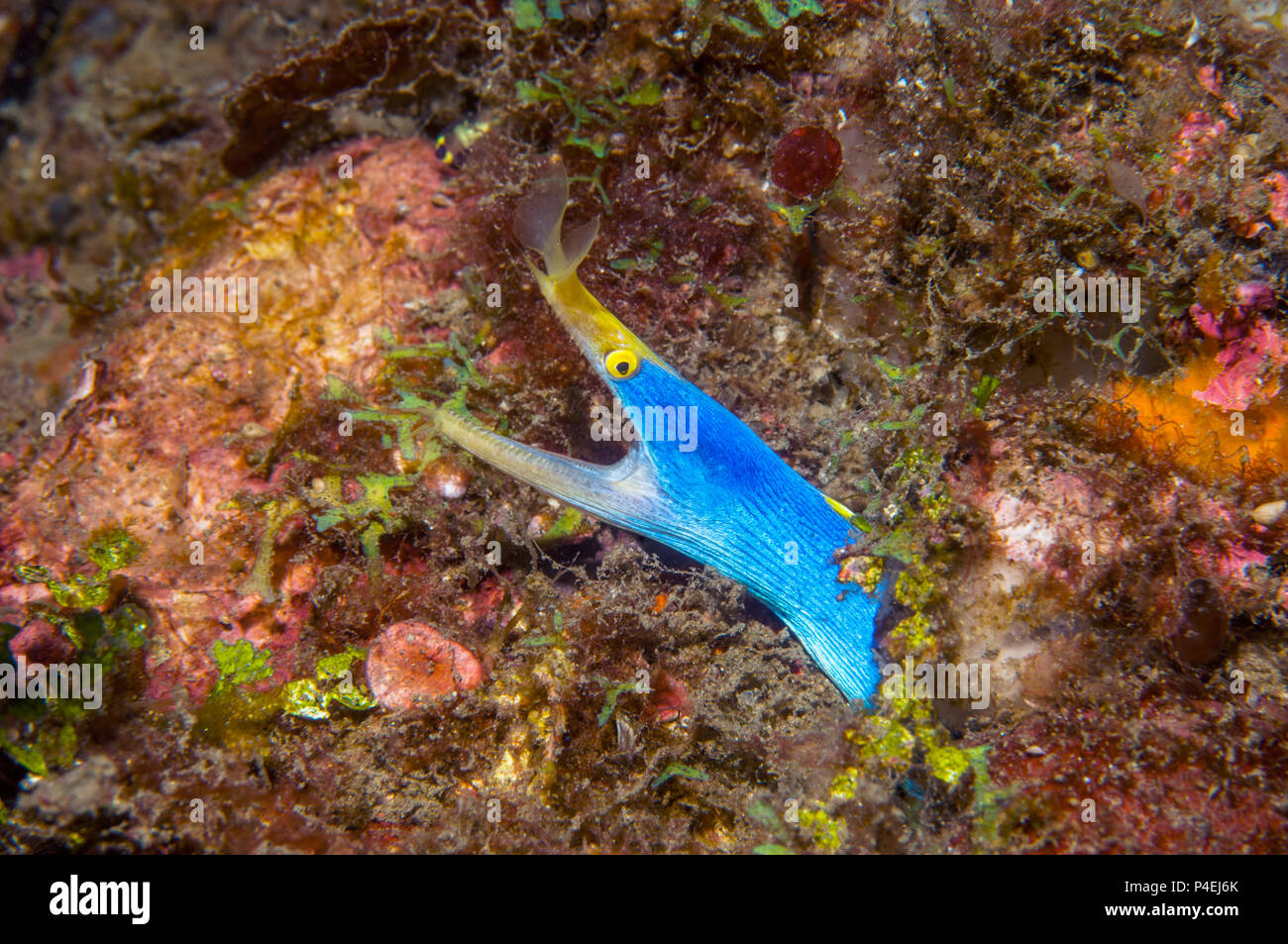Blue Ribbon eel [Rhinomuraena quaesita] männlichen Erwachsenen. Lembeh Strait, Nord Sulawesi, Indonesien. Stockfoto