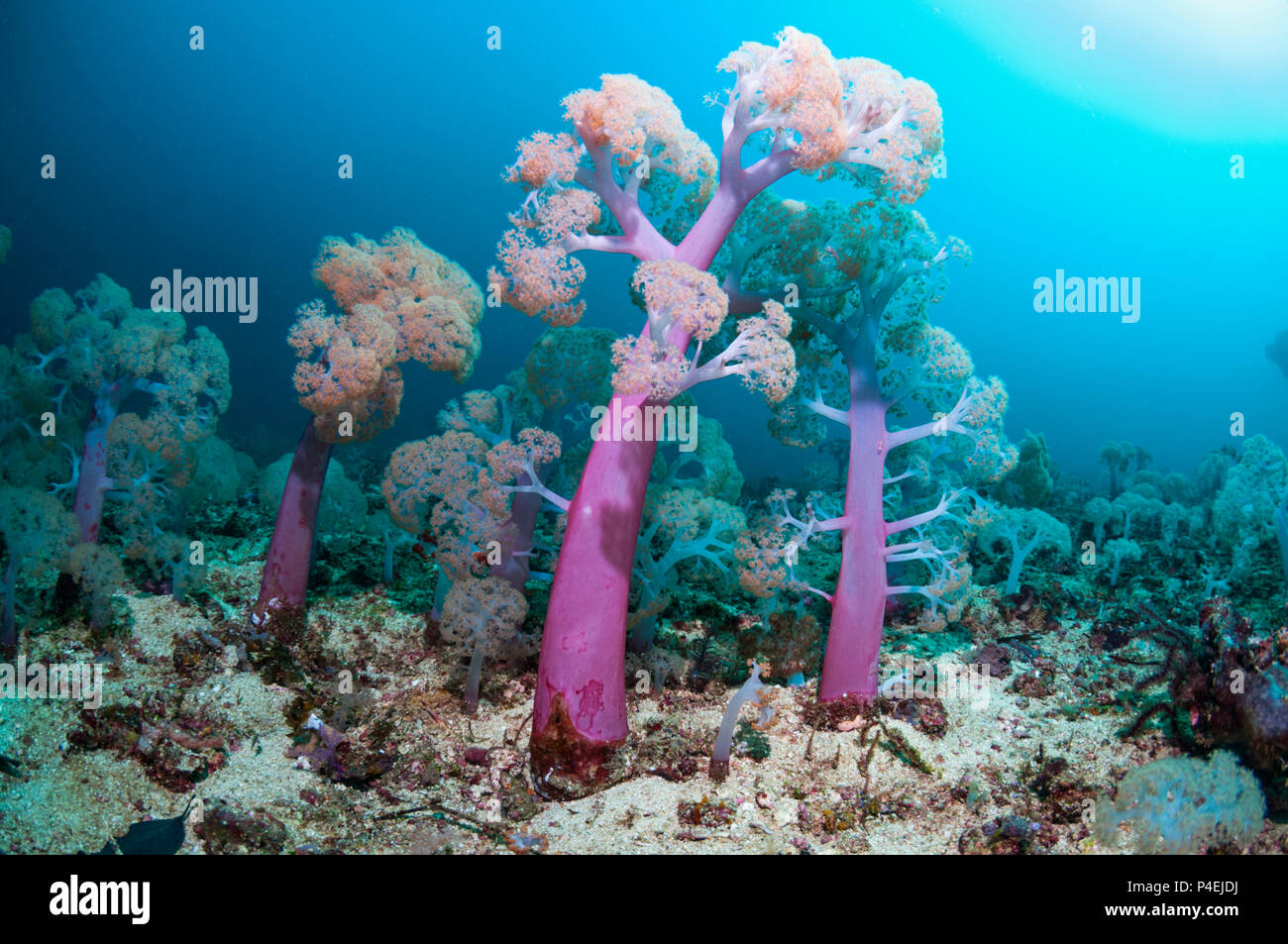 Coral Reef Landschaft mit Weichkorallen [Dendronephthya sp.]. West Papua, Neuguinea. Stockfoto