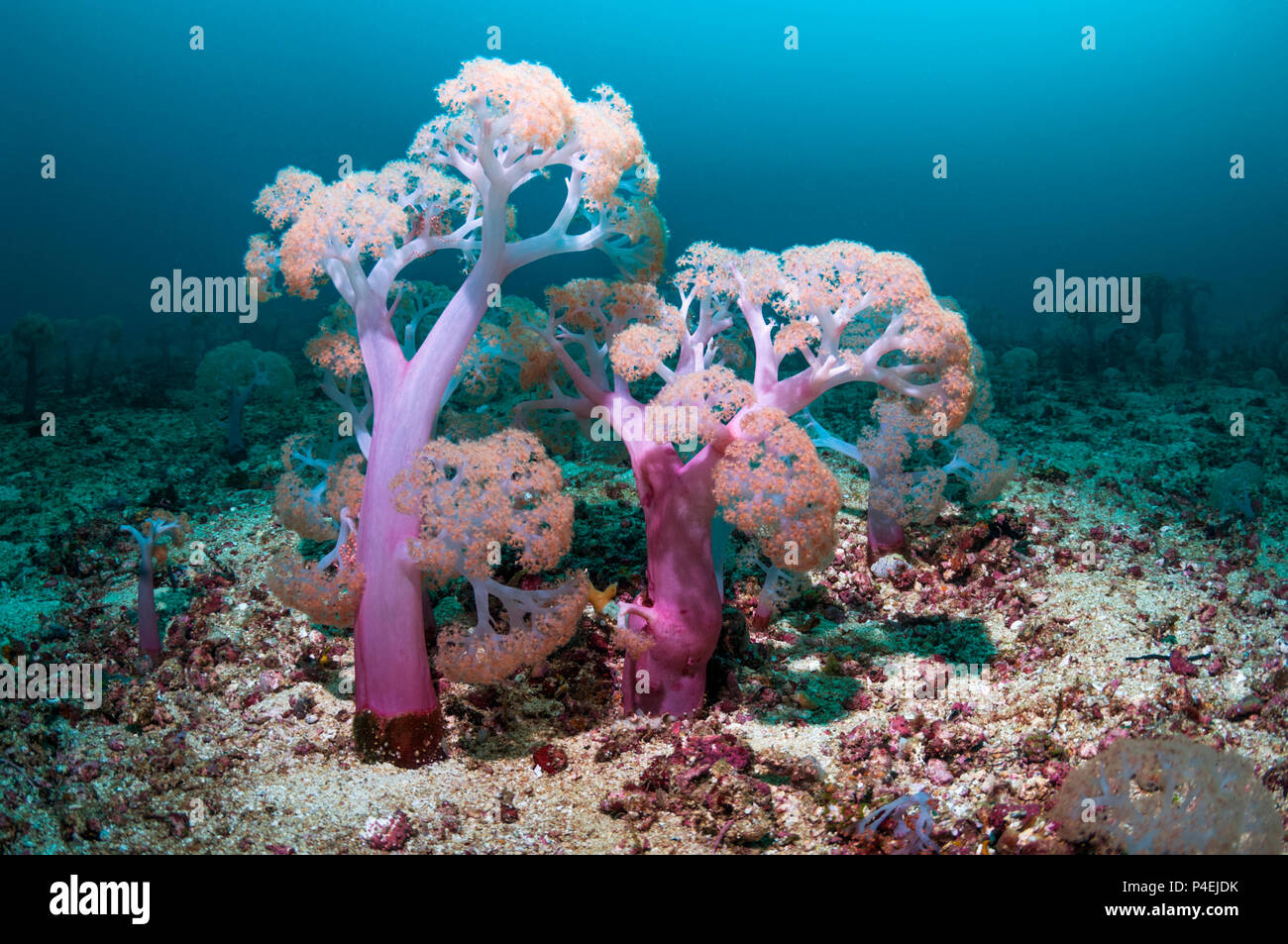 Coral Reef Landschaft mit Weichkorallen [Dendronephthya sp.]. West Papua, Neuguinea. Stockfoto
