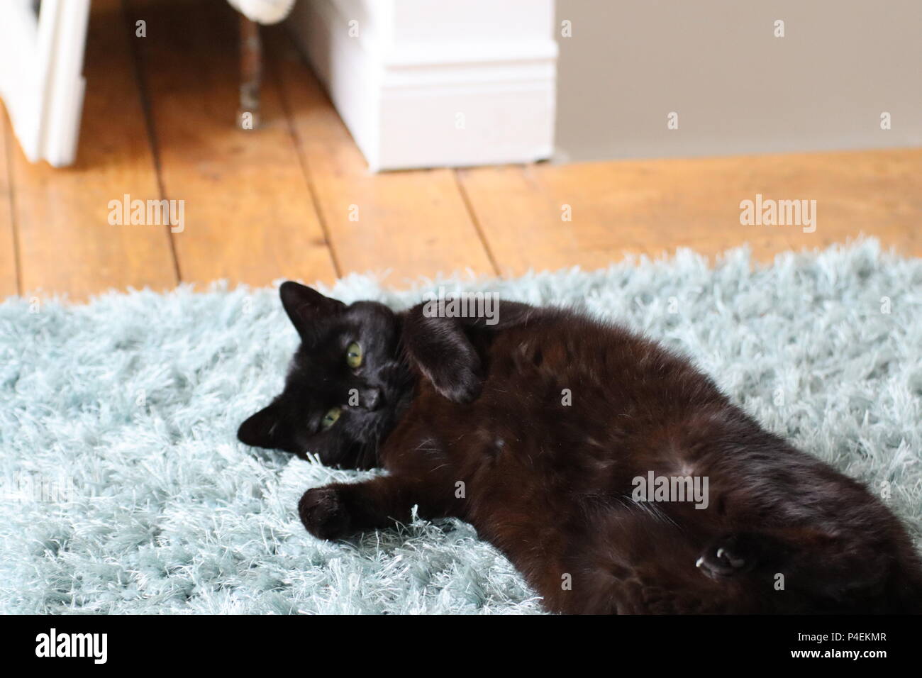 Katze auf dem Boden Stockfoto