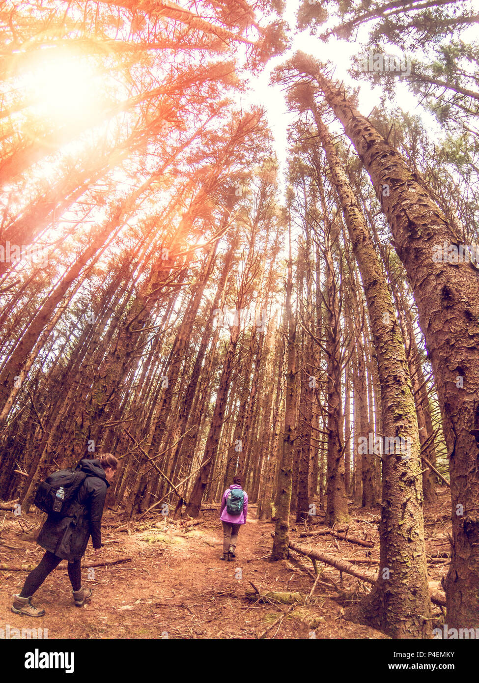 Zwei Frauen wandern durch den Wald, Brookings, Oregon, Amerika, USA Stockfoto