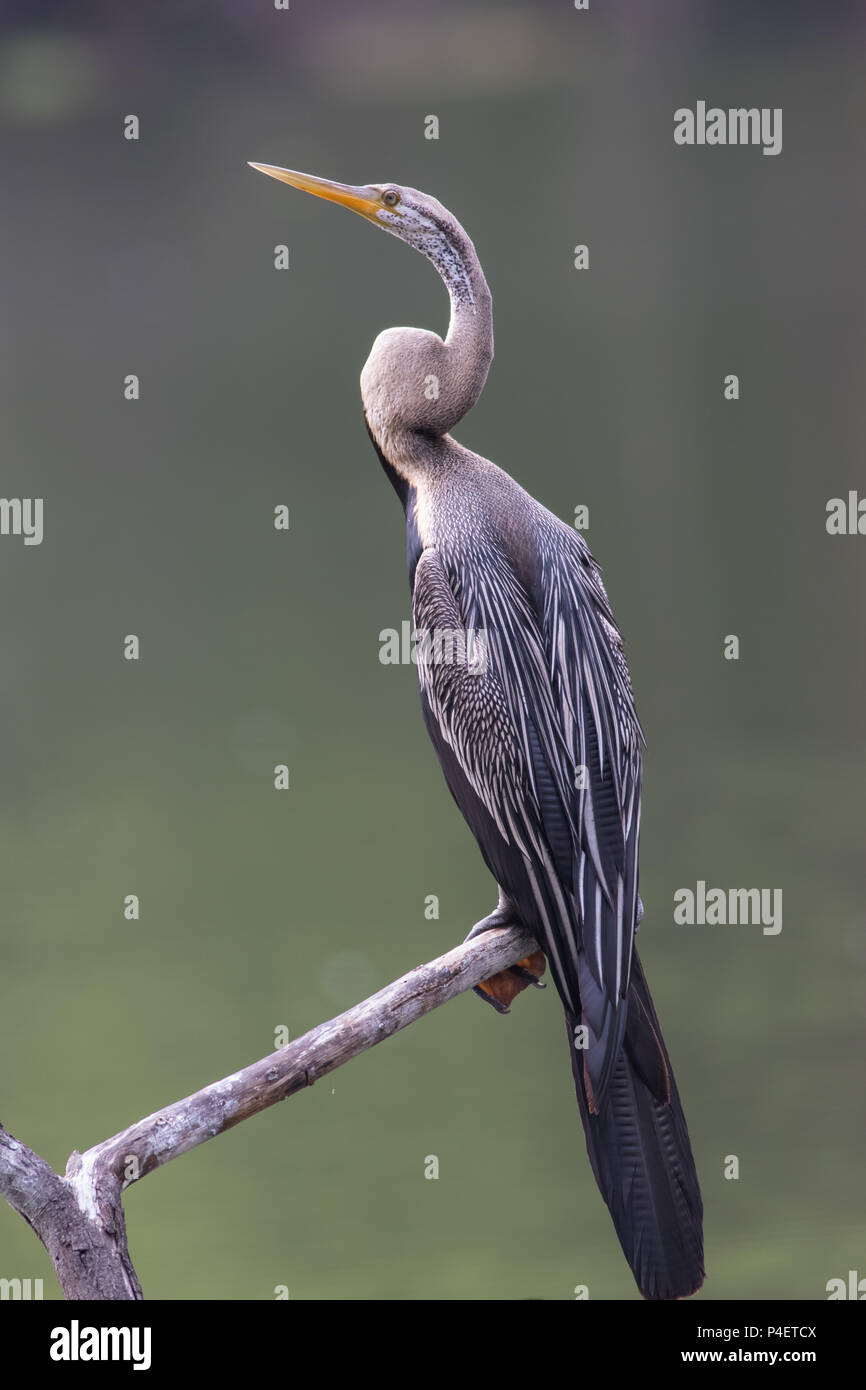 Ein Porträt von Oriental darter oder snakebirds, Keoladeo Nationalpark, Indien Stockfoto