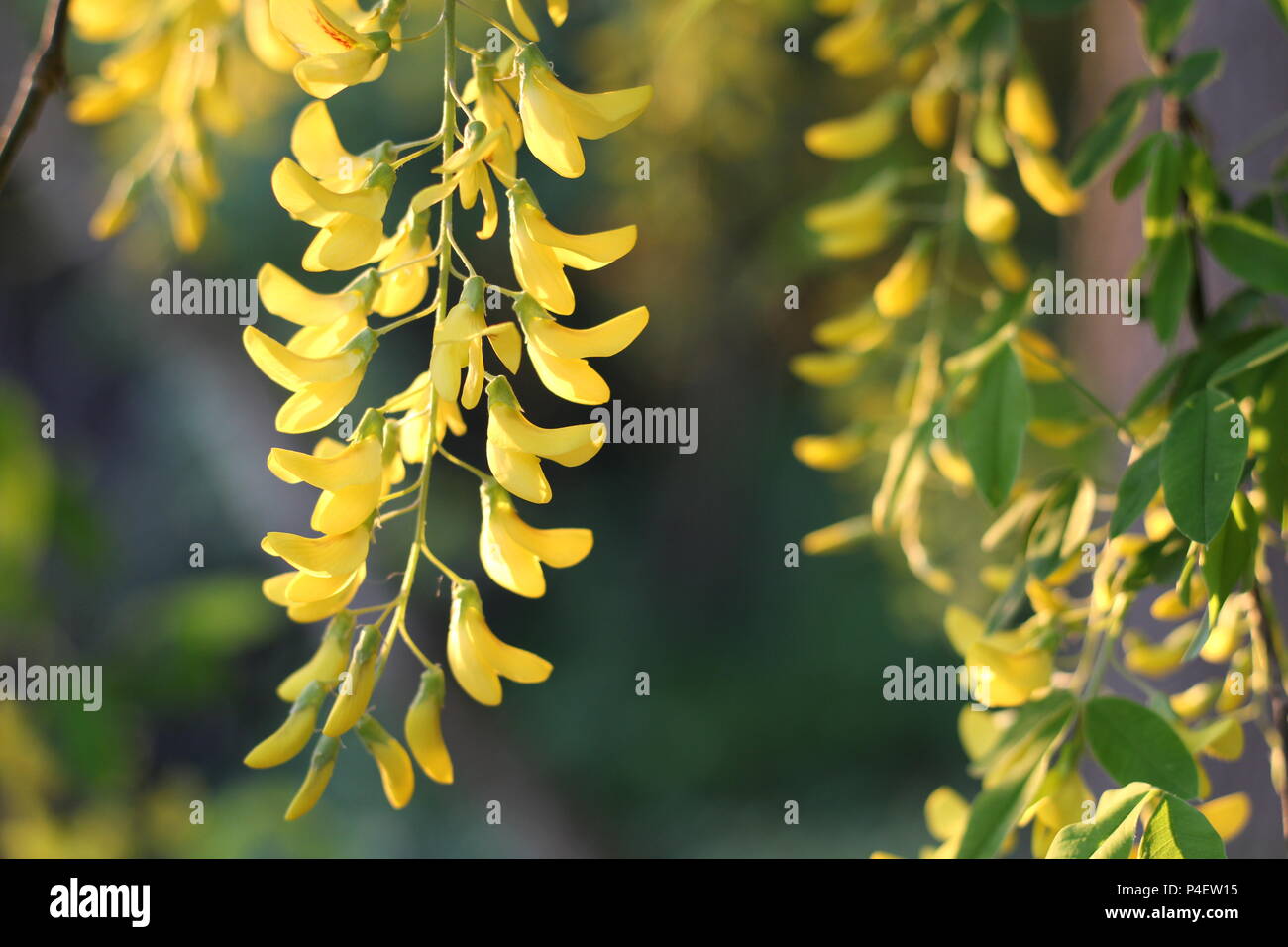 Eine schöne Kaskade von Blumen aus Laburnum × watereri Stockfoto