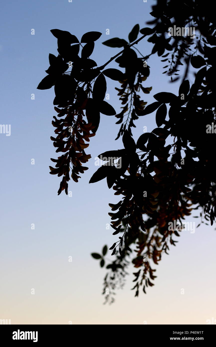 Eine schöne Kaskade von Blumen aus Laburnum × watereri am Abend Leuchten Stockfoto