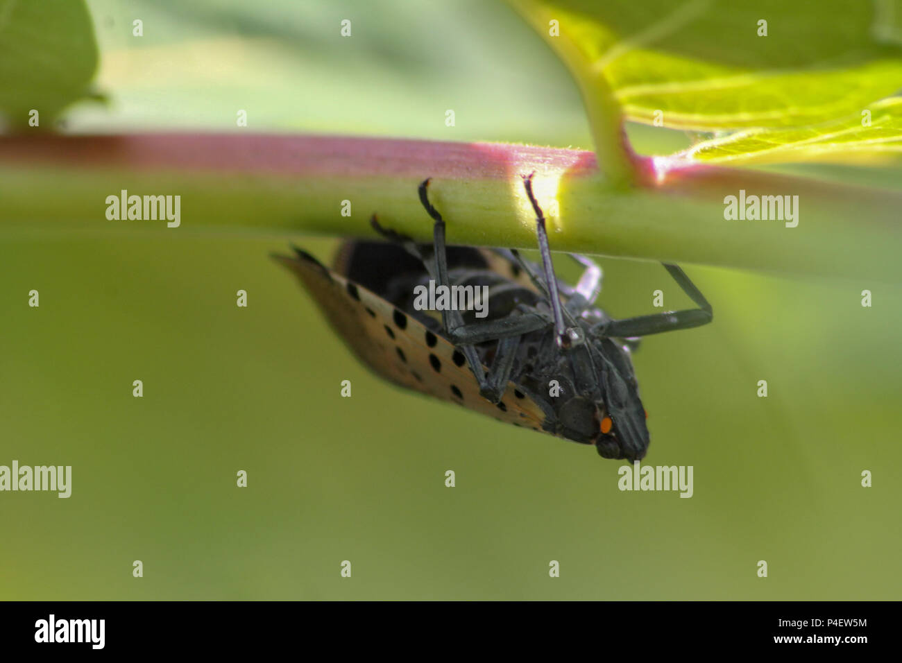 PA: Der gefleckte Lanternfly (Lycorma delicatula) dargestellt, die an der Unterseite von einem Schaft, die zu einem Baum des Himmels (Ailanthus altissima) sapling festhalten. Stockfoto