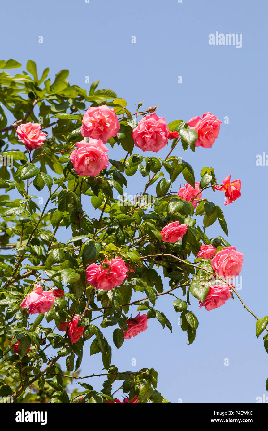 Hybrid double bunte Rosa und Gelb panaschierten Tee Rosen gegen den blauen Himmel im Frühjahr, Langstielige, frühe Blüte. Stockfoto
