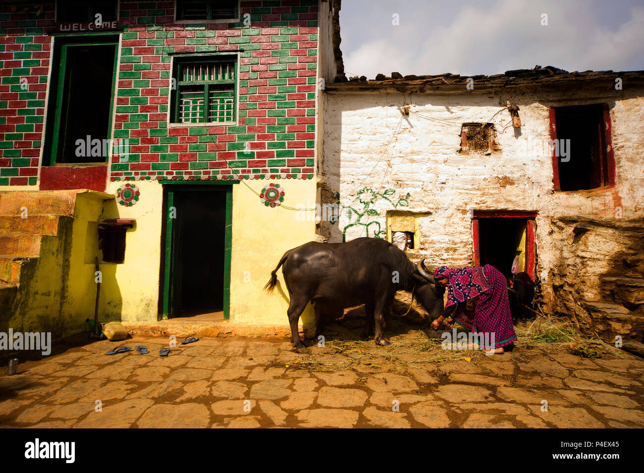 Indische Frau, Bewässerung seiner Buffalo an Sanouli Dorf, Kumaon Hügel, Uttarakhand, Indien Stockfoto