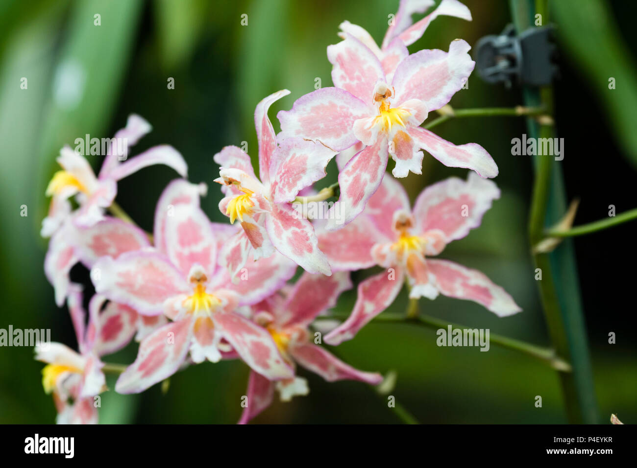 Blass rosa meliert wjite Sommer Blumen der baumbewohnenden Ausschreibung Orchidee, Oncidium bradshawiae 'Burnham' Stockfoto