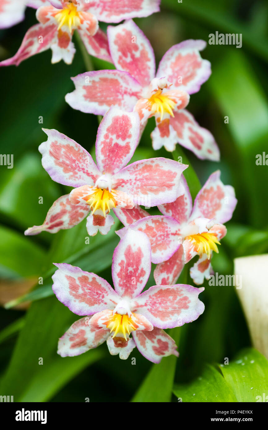 Blass rosa meliert wjite Sommer Blumen der baumbewohnenden Ausschreibung Orchidee, Oncidium bradshawiae 'Burnham' Stockfoto