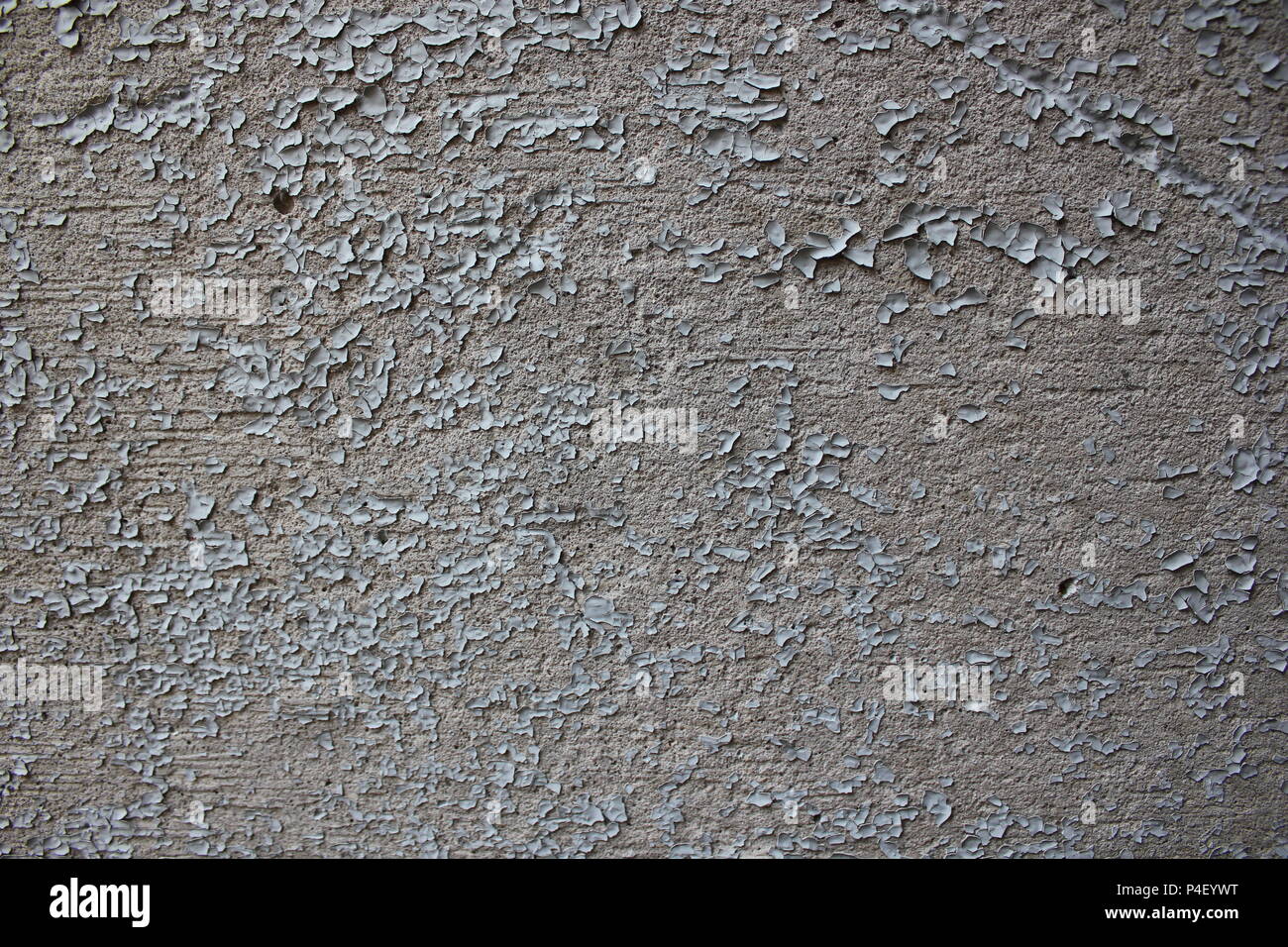 Grau Lack Peeling aus einer Betonwand. Stockfoto