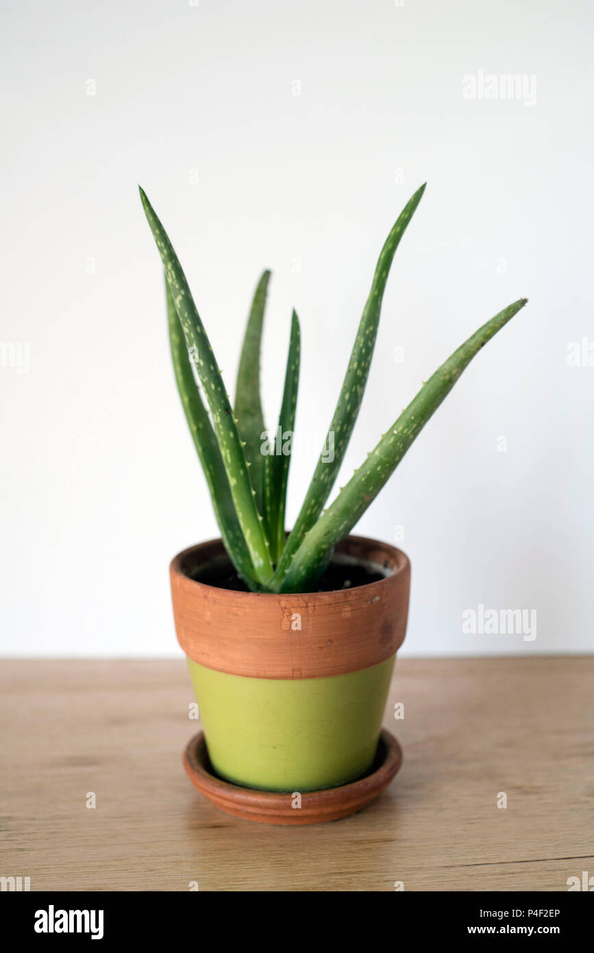 Grün Aloe Vera Pflanze in einer natürlichen, grünen Terra Cotta Pflanzmaschine Drinnen für Home Decor Stockfoto