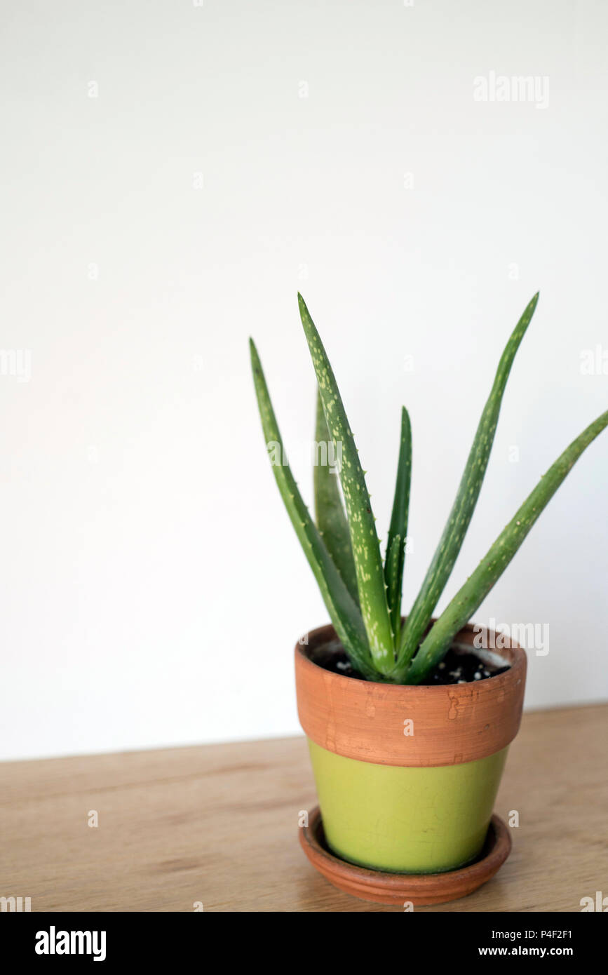 Abgewinkelte Ansicht einer Aloe Pflanze auf einem Holz Zähler auf einen hellen Hintergrund Stockfoto