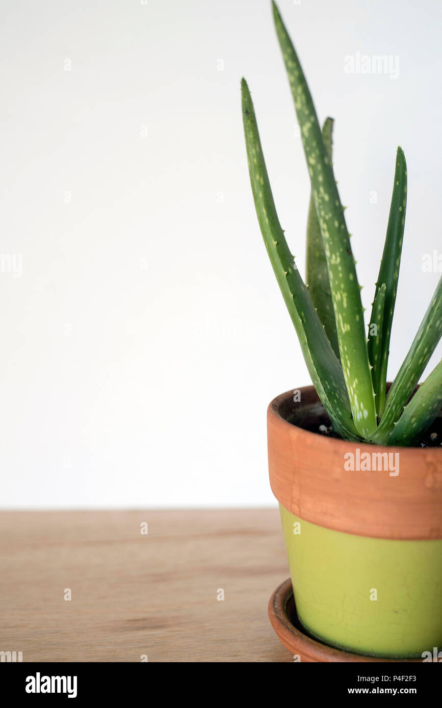 Nahaufnahme der Aloe Vera Pflanze in einem Terrakottatopf auf einen Zähler vor einem hellen Hintergrund Stockfoto