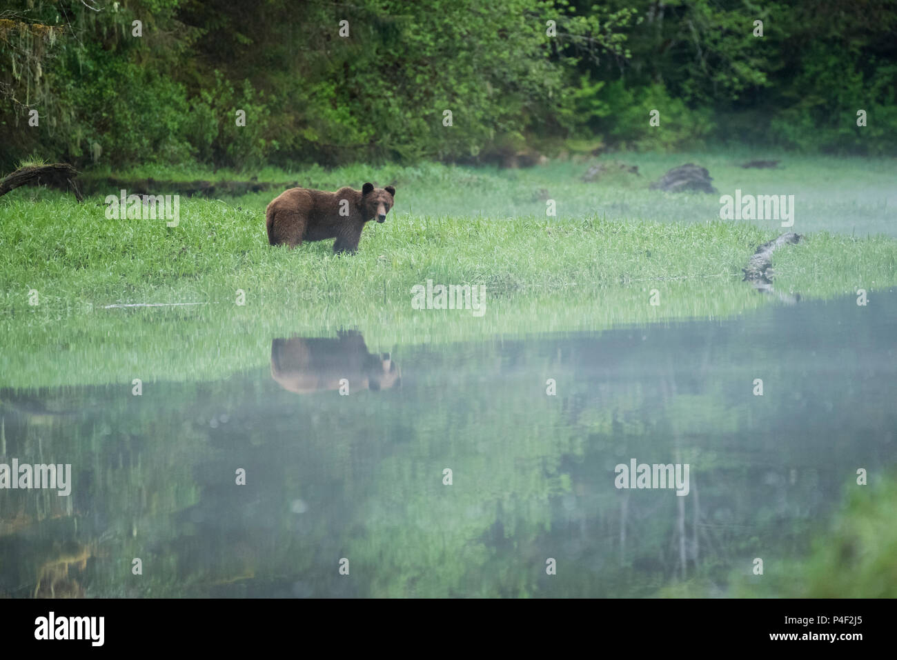 Braunbär, Grizzly (Ursus arctos) in den Das Khutzeymateen Grizzly Heiligtum, British Columbia, Kanada Stockfoto